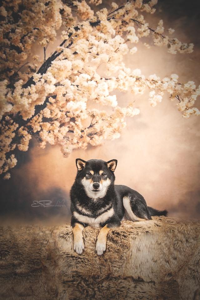 Kate 写真撮影のための花の背景を持つ抽象的な背景