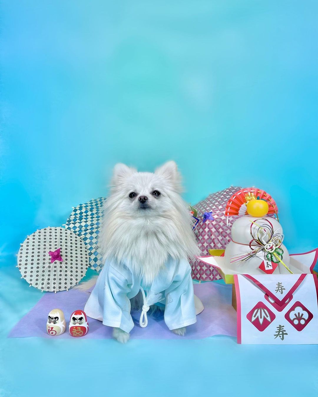 Kate水色青の抽象的なポートレートショットペットショットの背景