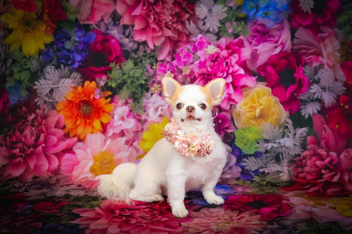 kateファインアートの背景色とりどりの花