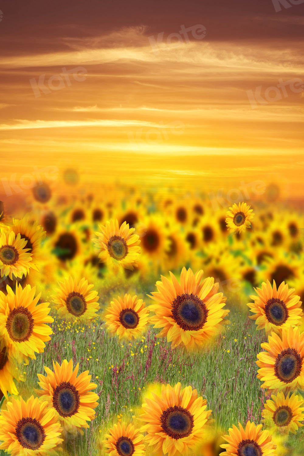 Kate写真撮影の秋のひまわりの抽象的な背景