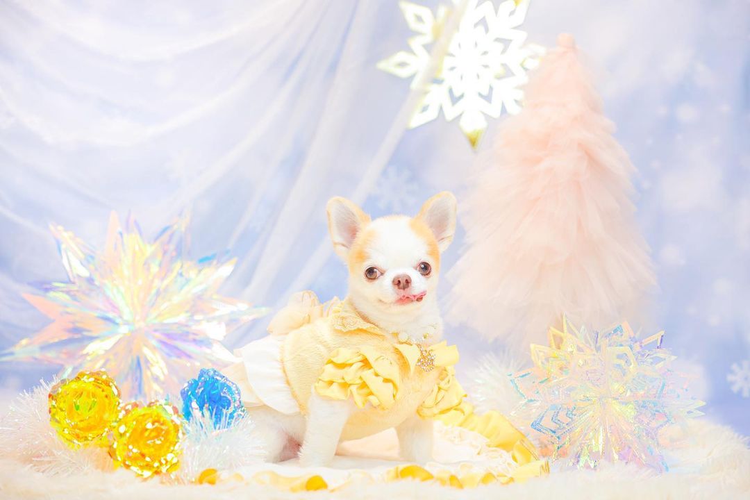 Kate画像によって設計されたKate冬のスノーフレークブルーの背景