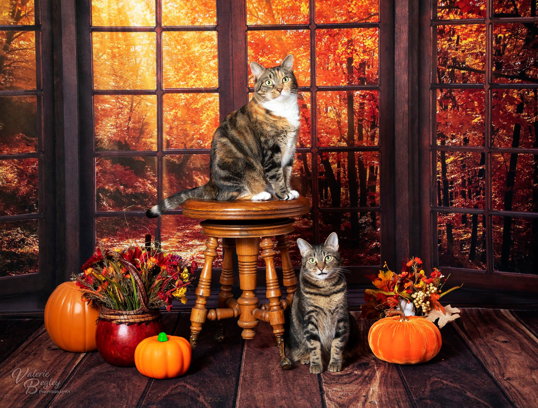 写真撮影のためのkateつの秋の落ち葉の背景