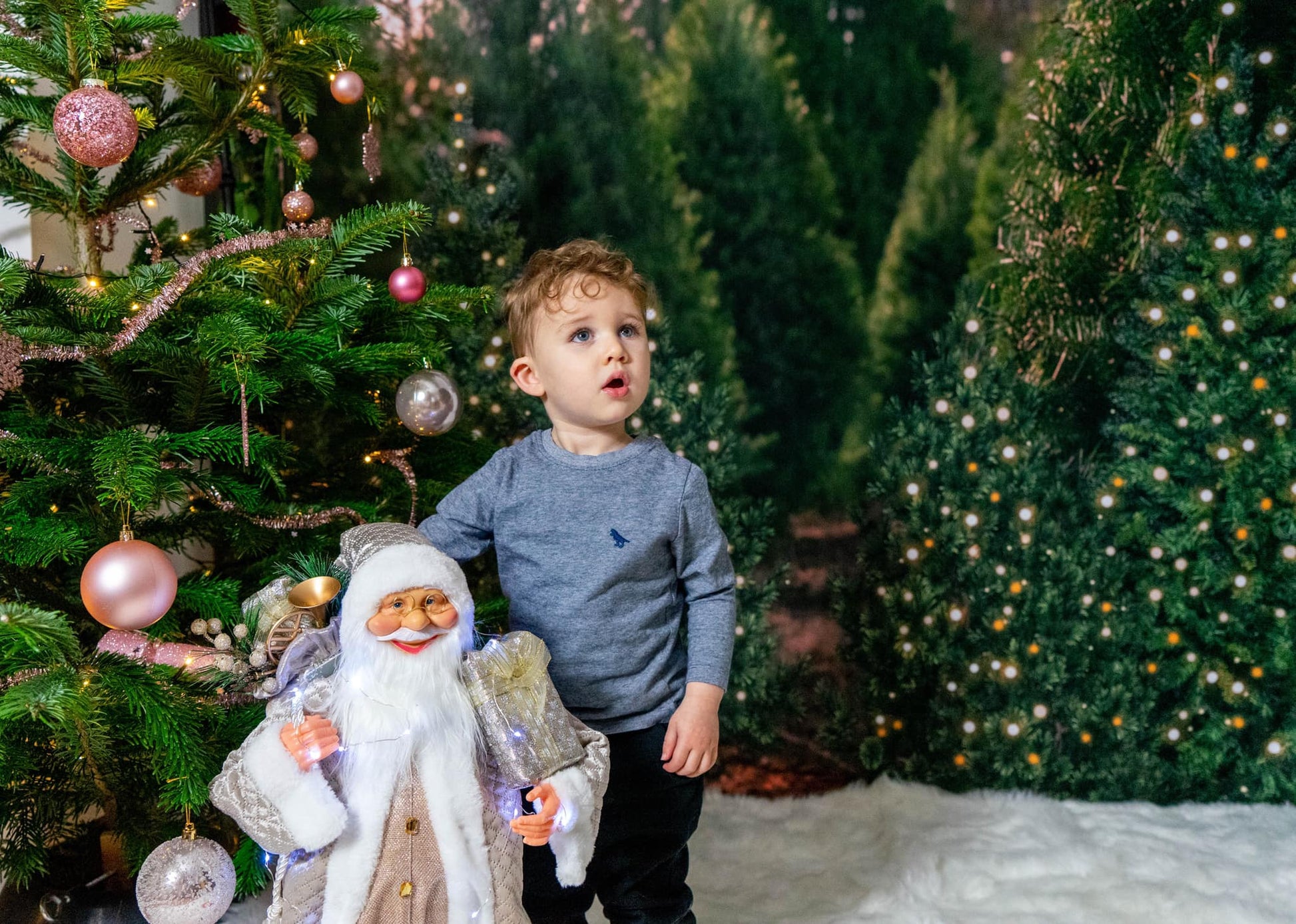 写真撮影のためのケイトのクリスマスツリーの背景の森