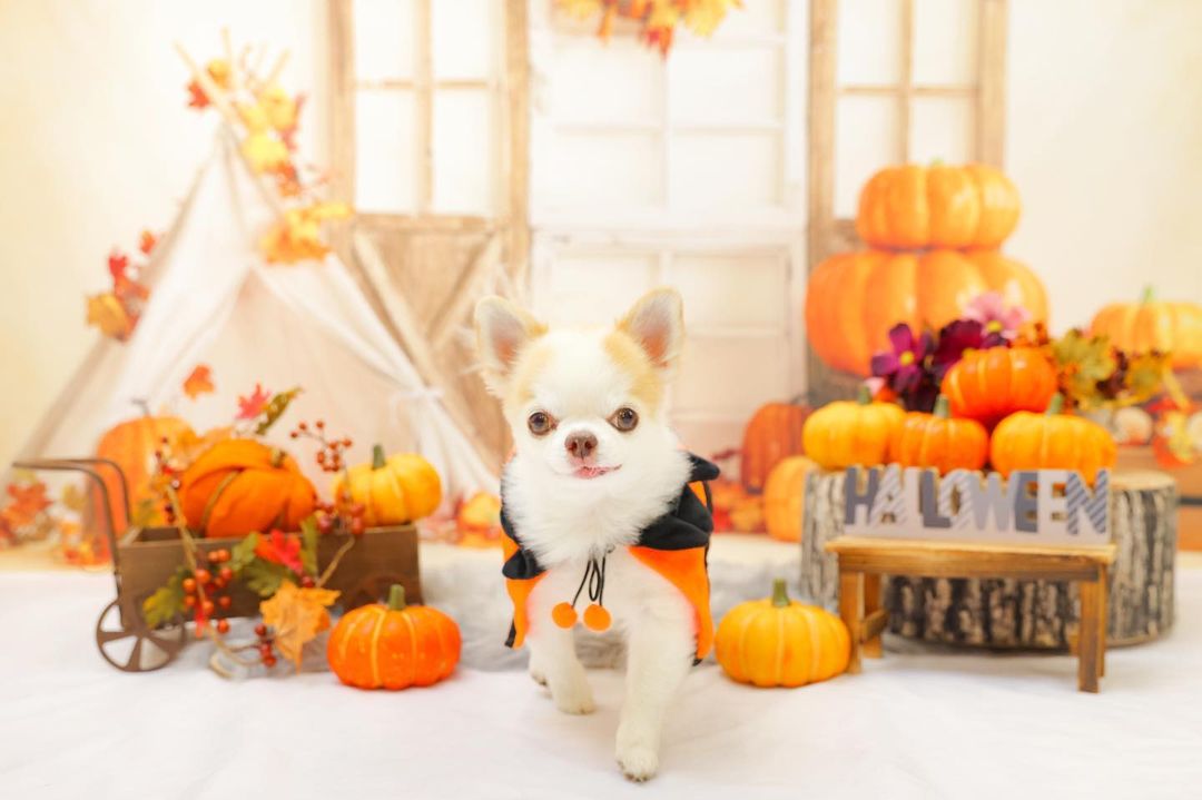 kate秋の収穫の背景写真撮影のためのハロウィーンのカボチャのテント