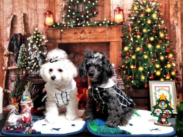 kateクリスマスプレゼントの背景リースベア