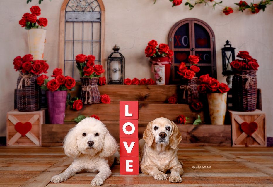 Kate ロマンチックなバレンタインデーの背景のバラのステップEmetselch設計