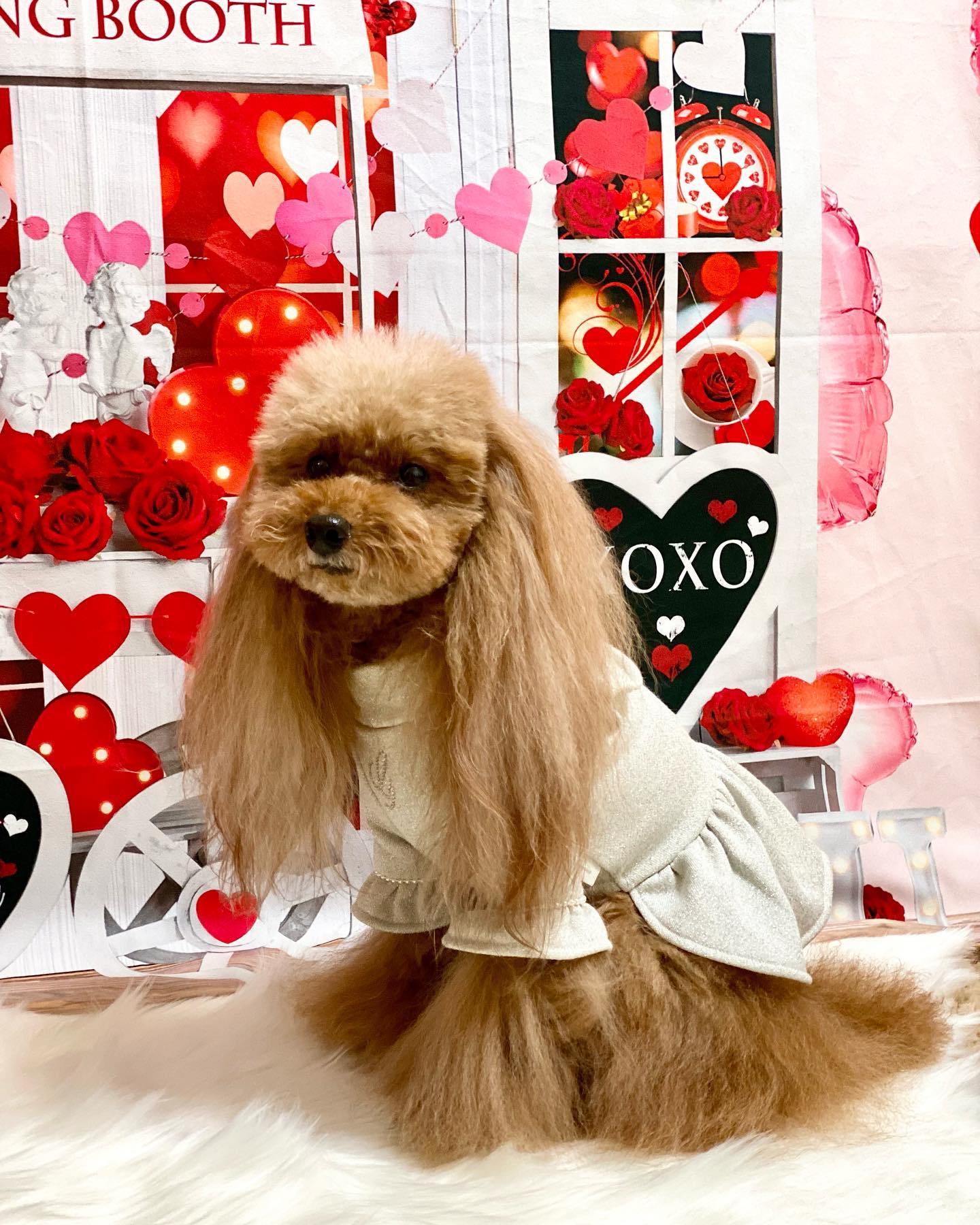 Kate バレンタインデー愛のトロリーの背景  Emetselch設計