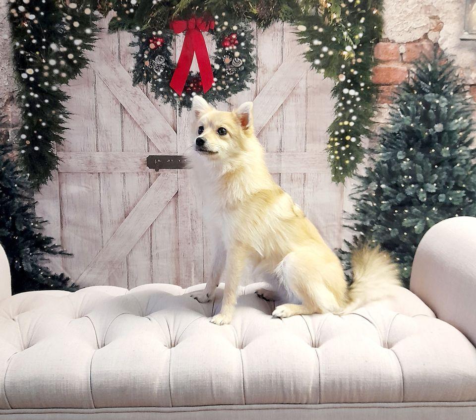 Kate クリスマスの背景レンガの壁のドアとクリスマスツリー