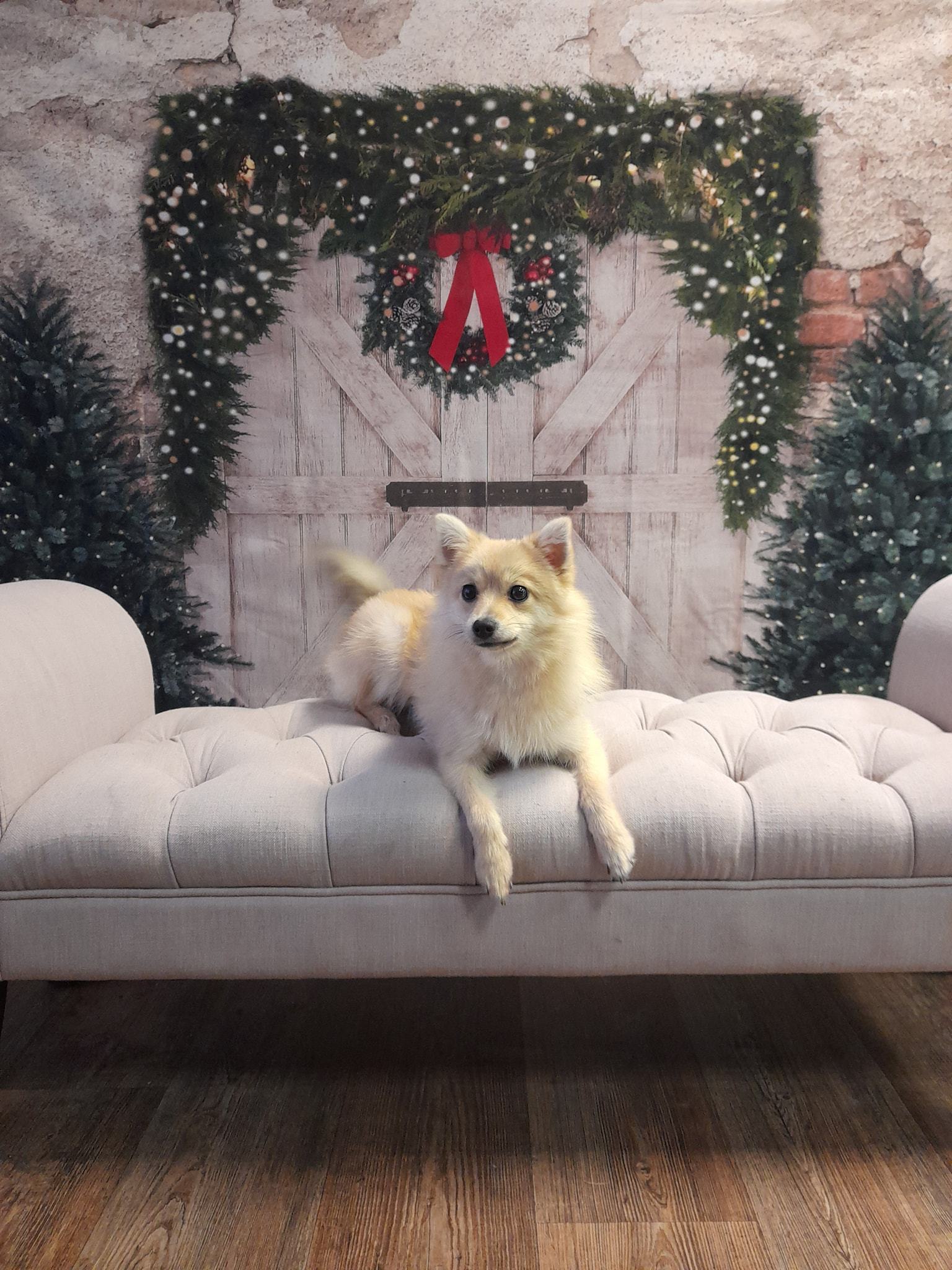 Kate クリスマスの背景レンガの壁のドアとクリスマスツリー