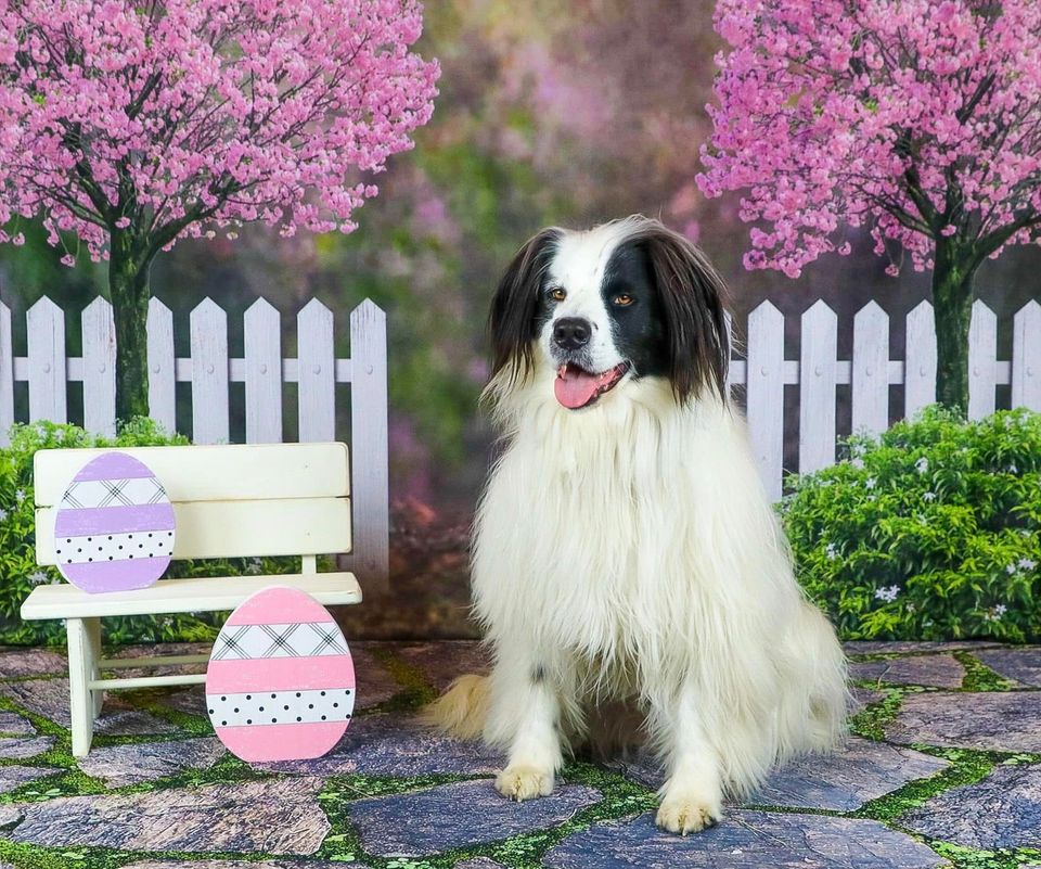 Kate 写真撮影のための春の庭の桜の背景