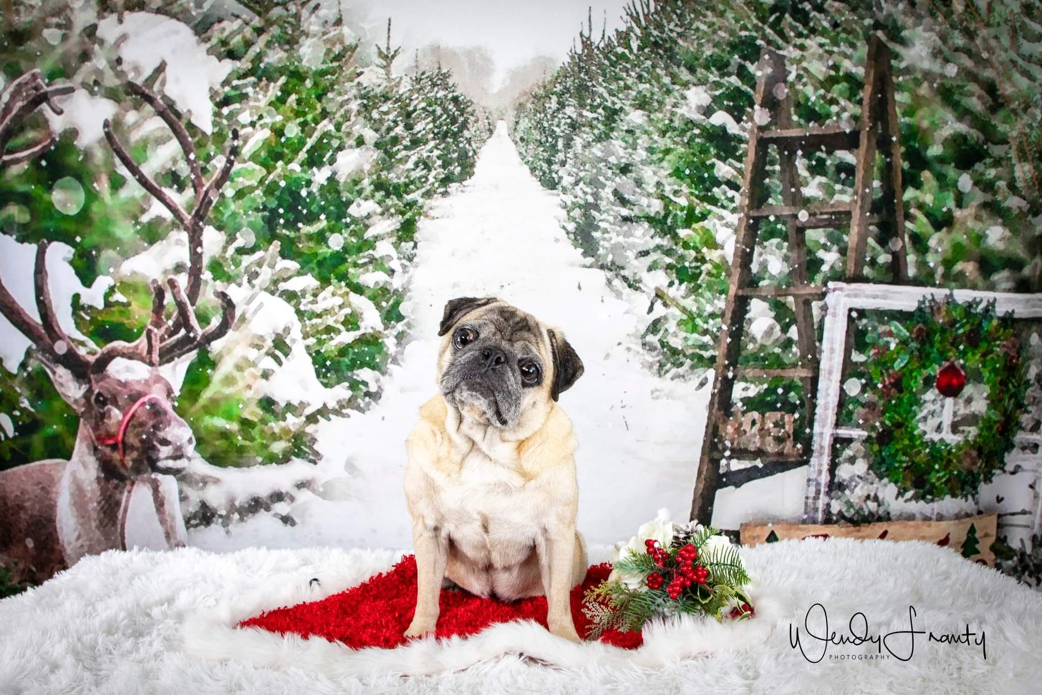 Kate 写真撮影のためのクリスマスツリーの背景