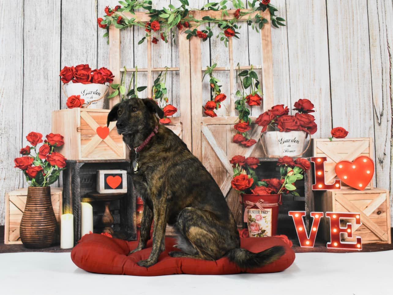 Kate バレンタインデーのバラのドアの背景