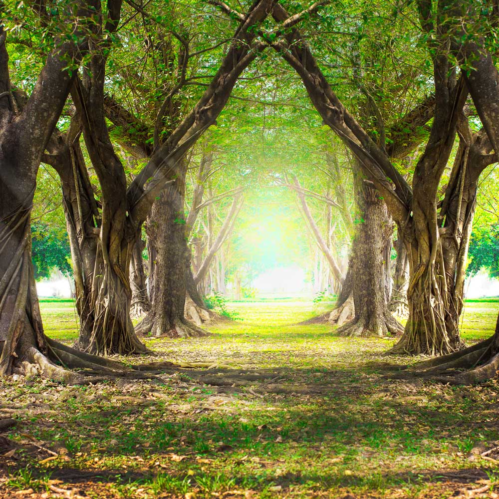 Kate 写真撮影のための春の古い森の背景