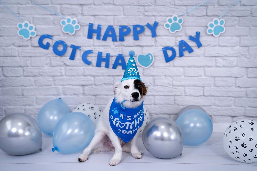 Kate グレーホワイトレンガ壁卒業背景スタジオ