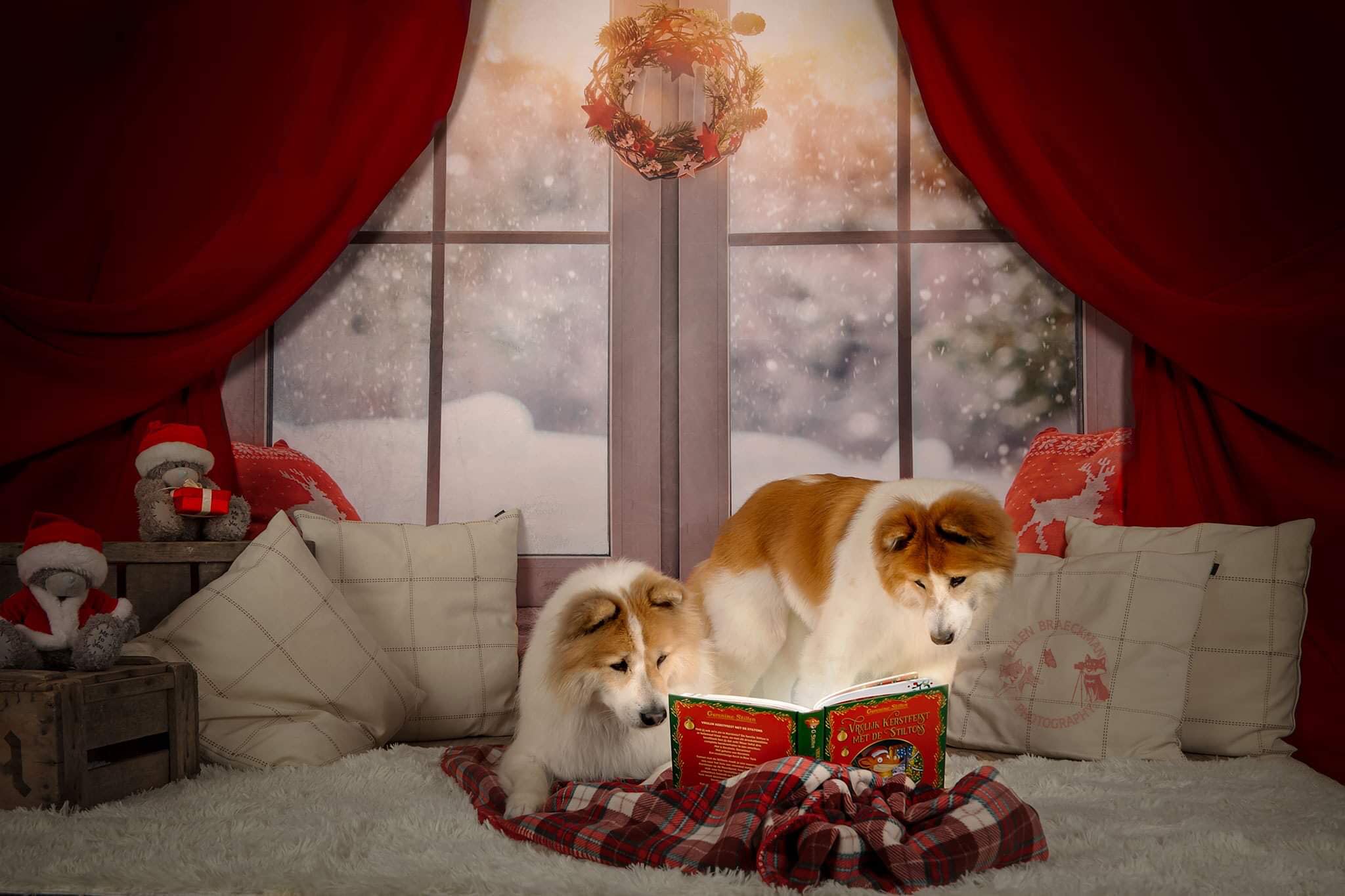 Kate クリスマスウィンドウの赤いカーテンの背景
