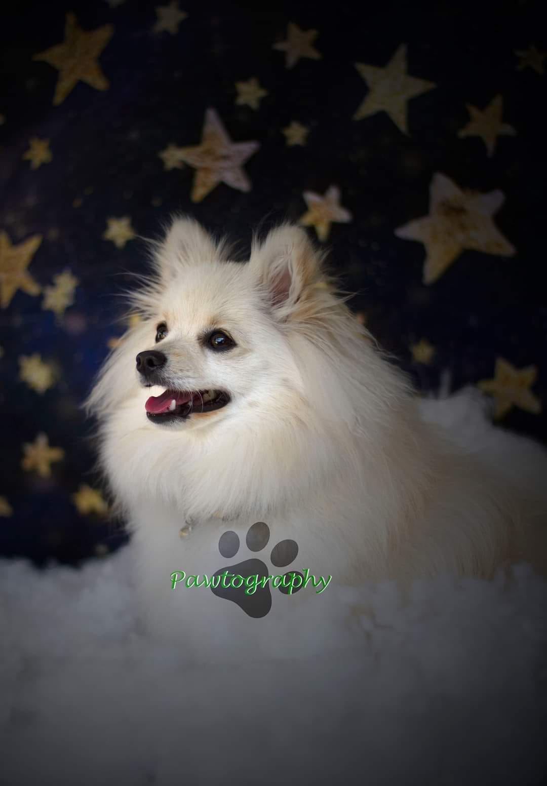 Kate 写真のための金の星の子供の背景を持つ夜空