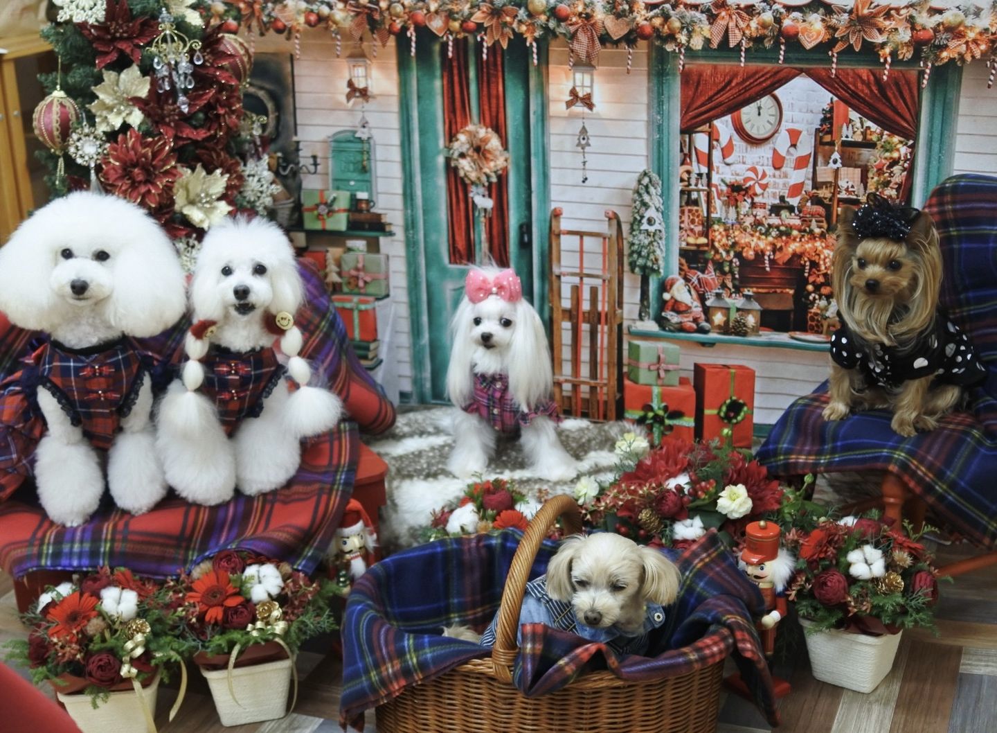 Kate クリスマスギフトショップの写真の背景