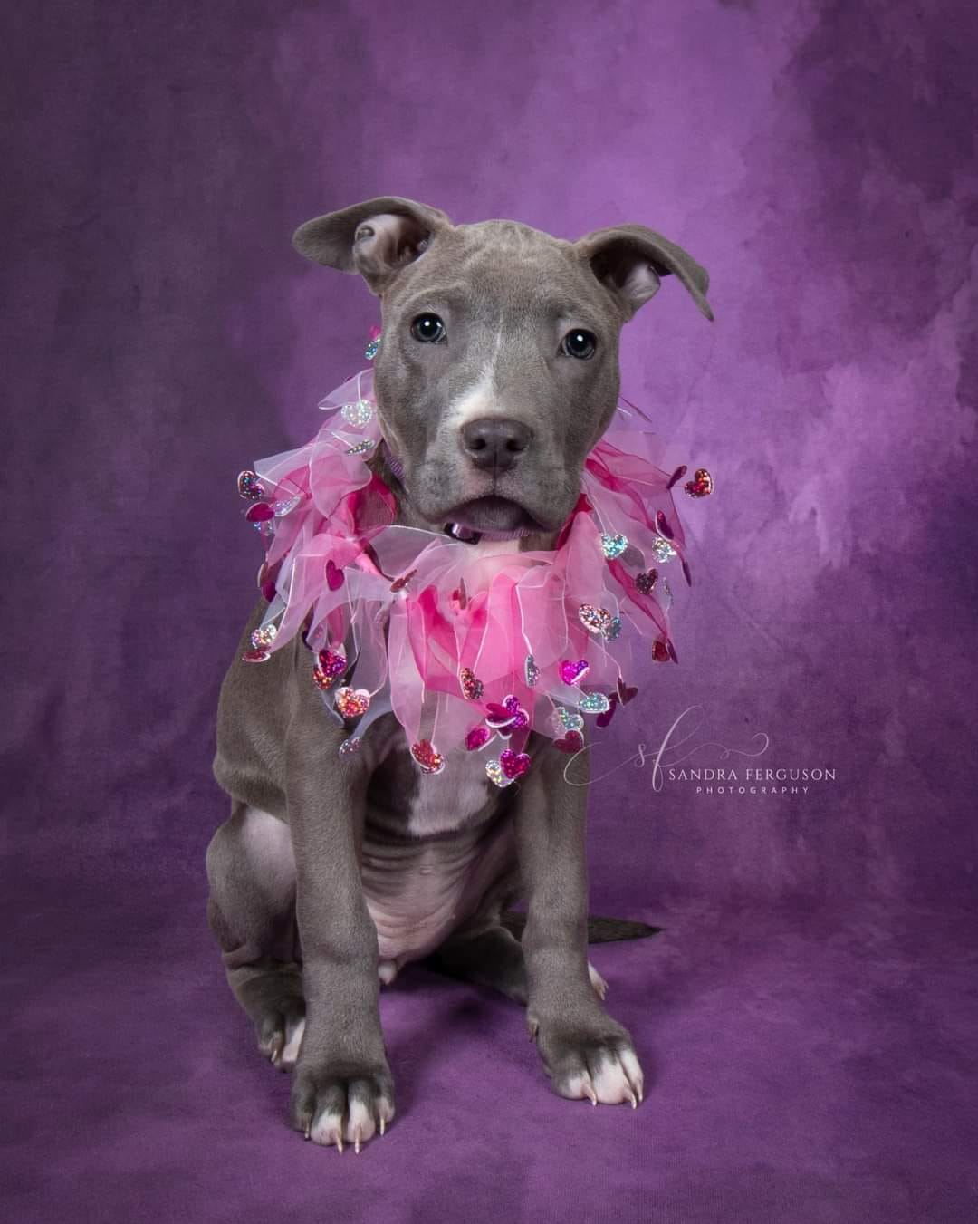 kate暗い紫色の抽象的な織りパターンテクスチャ背景