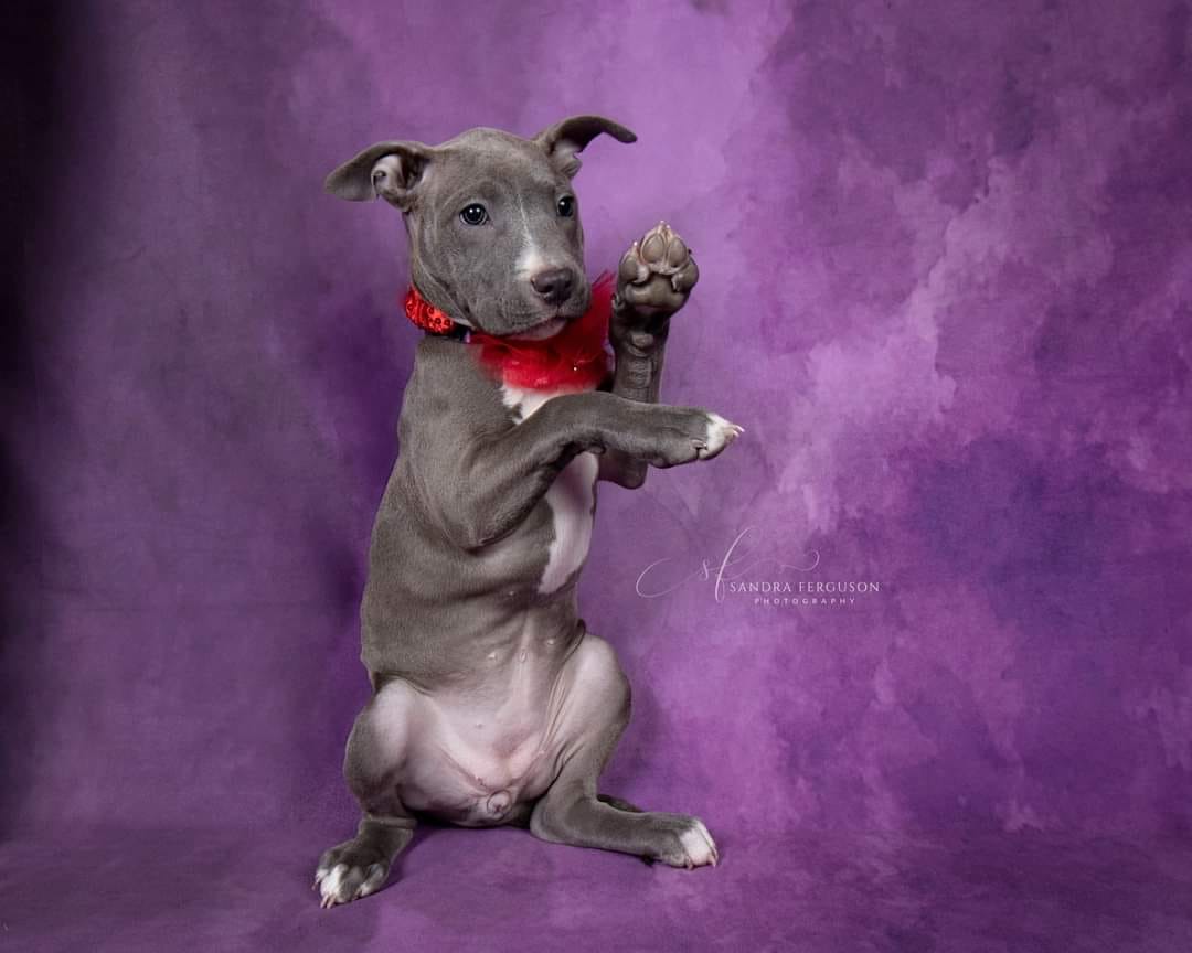 kate暗い紫色の抽象的な織りパターンテクスチャ背景