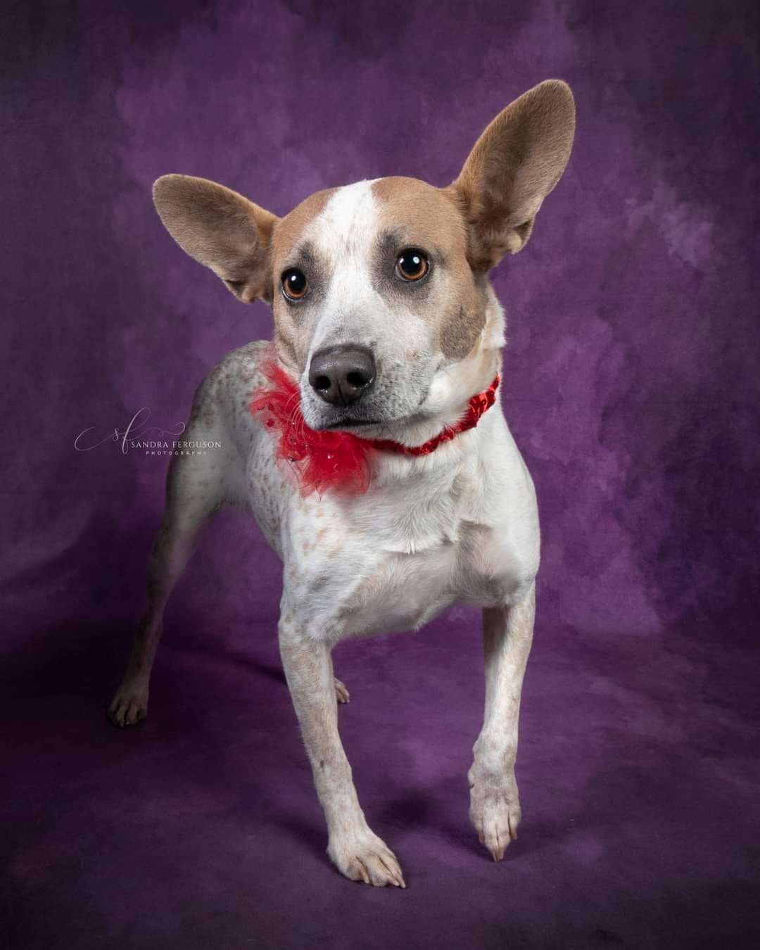 kate暗い紫色の抽象的な織りパターンテクスチャ背景