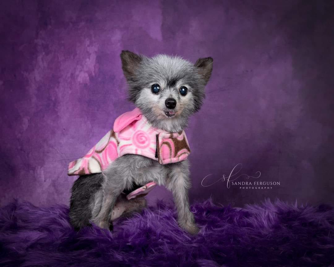 kate暗い紫色の抽象的な織りパターンテクスチャ背景