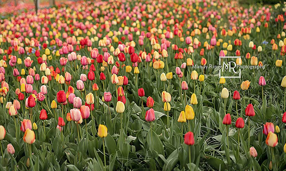 Kateチューリップ畑の背景Mandy Ringe設計