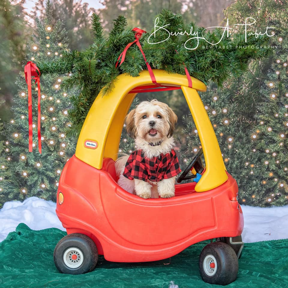 写真撮影のためのケイトのクリスマスツリーの背景の森