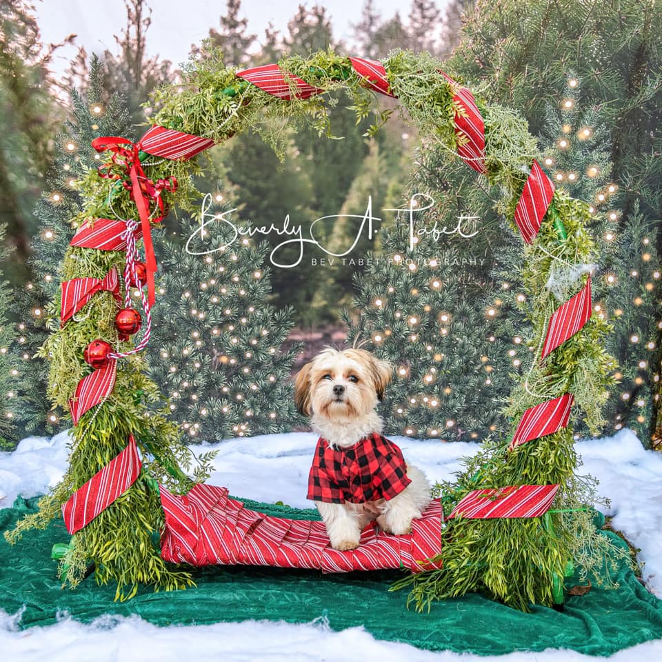 写真撮影のためのケイトのクリスマスツリーの背景の森