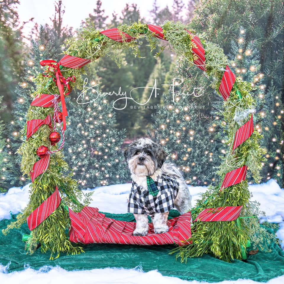 写真撮影のためのケイトのクリスマスツリーの背景の森