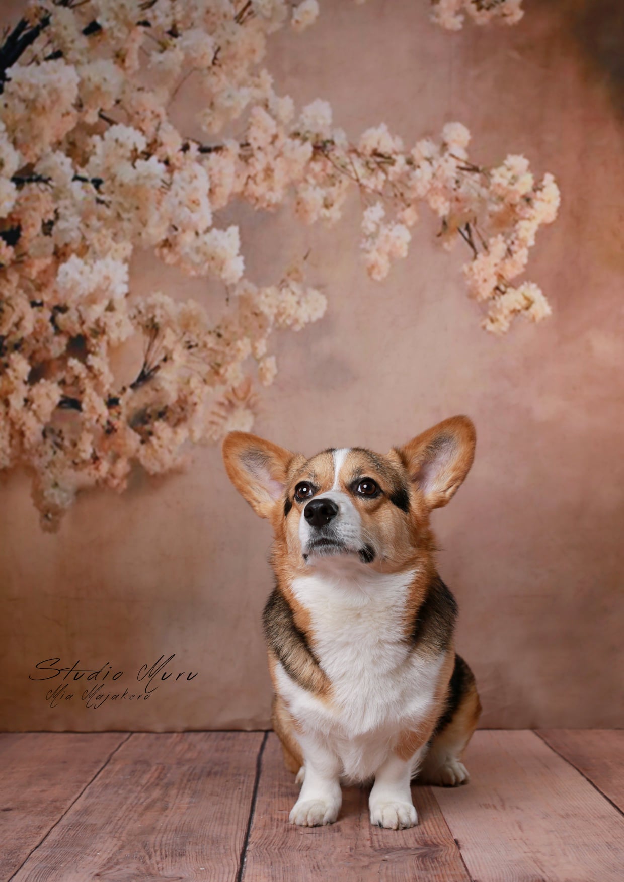 Kate 写真撮影のための花の背景を持つ抽象的な背景