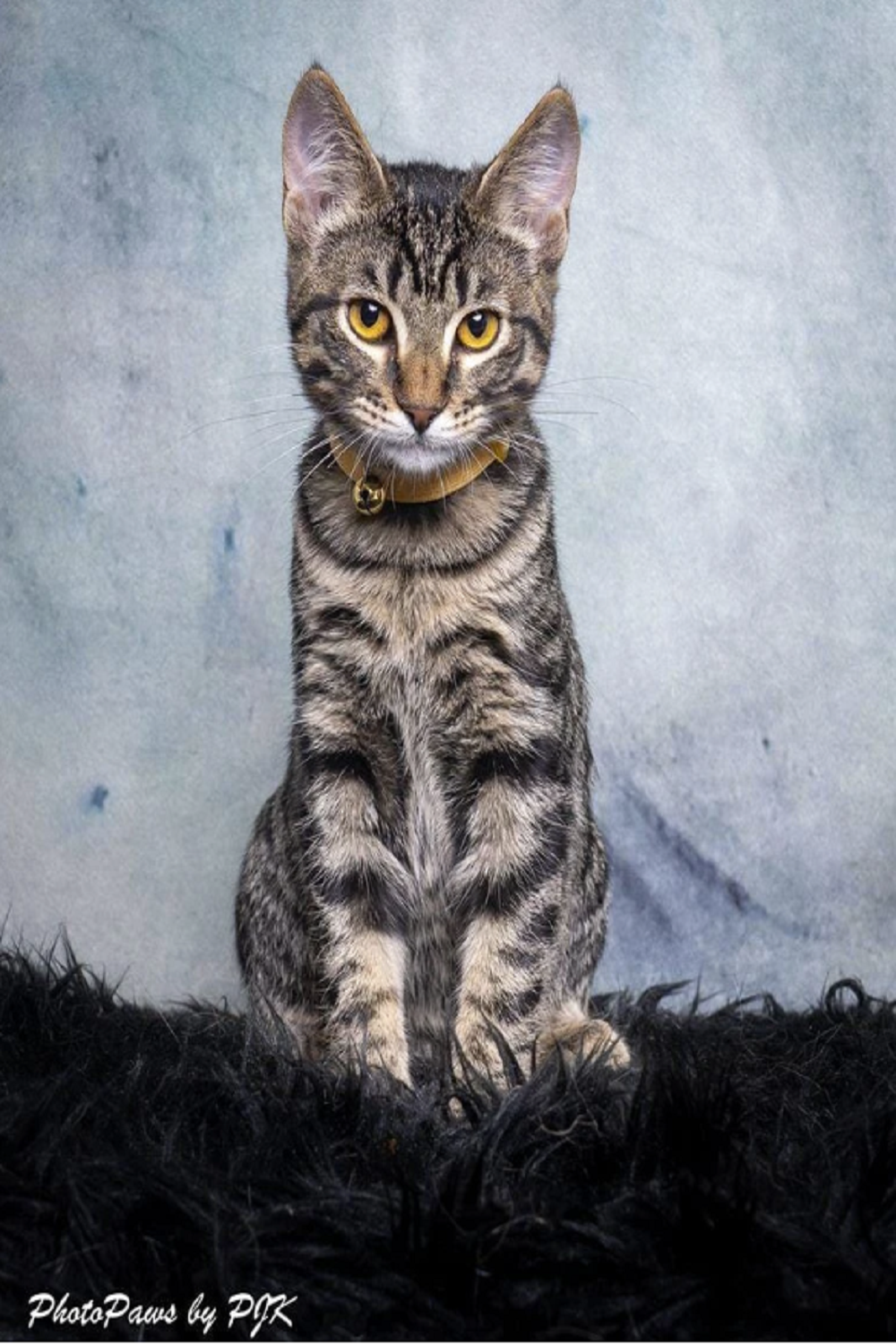 Kate 写真の柔らかい色の抽象的な背景