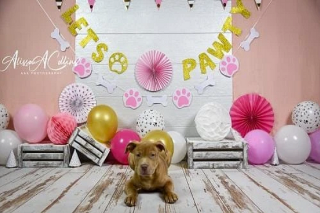 Kate ケーキスマッシュ子供犬足背景