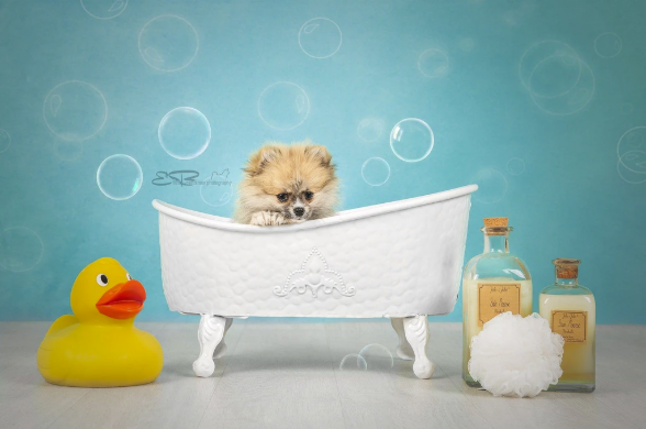 Kate 写真のベビーシャワーの泡の背景