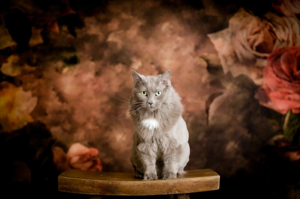 Kate 母の日レトロな抽象的な花の背景 のデザインです JS Photography