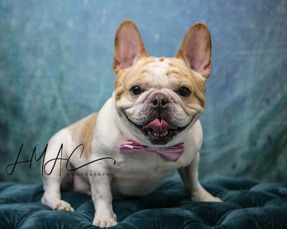 Kate 水中人魚のマントル背景