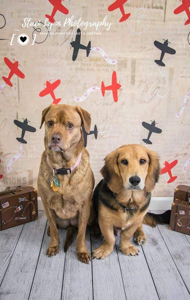 Kate 写真のためのレトロな飛行機バレンタインの背景 のデザインです JS Photography