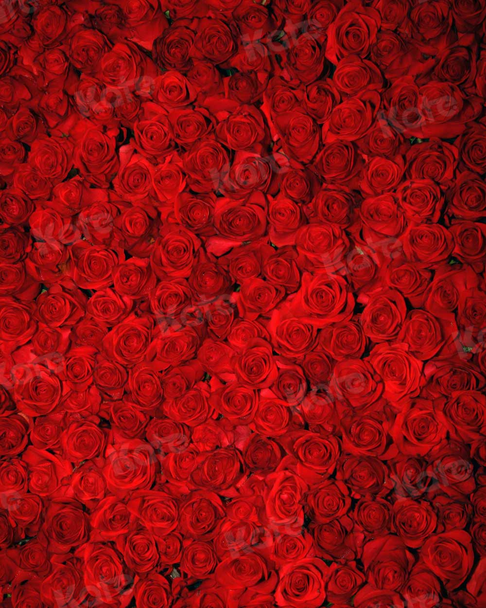 Kate赤いバラのバレンタインデーの花の写真の背景