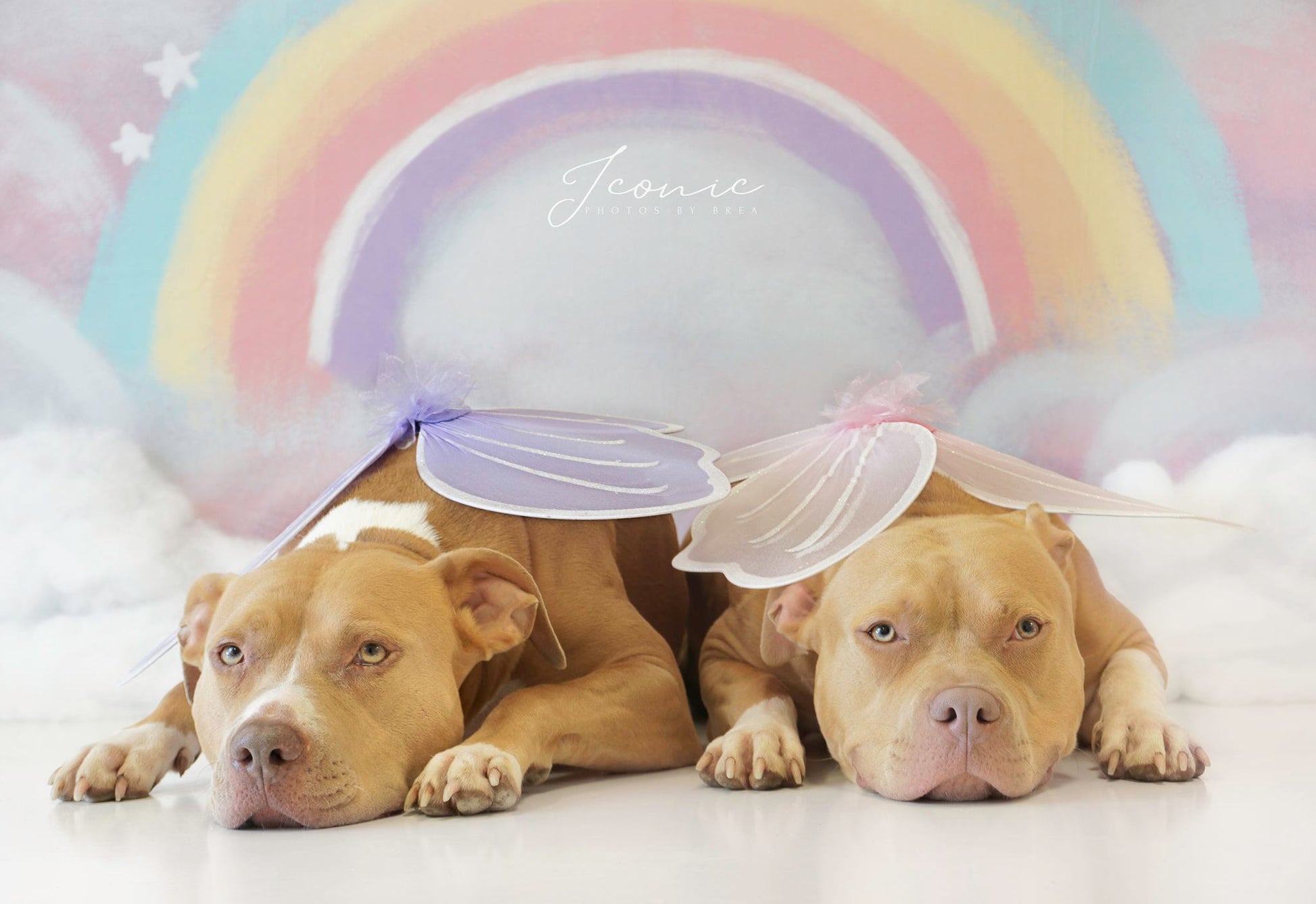 Kate スプライシング ケーキスマッシュレインボーウッドの床の背景