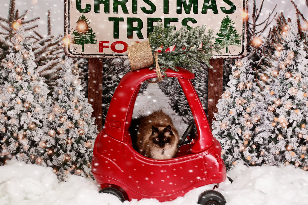 Kate クリスマスの農場の木の写真の背景