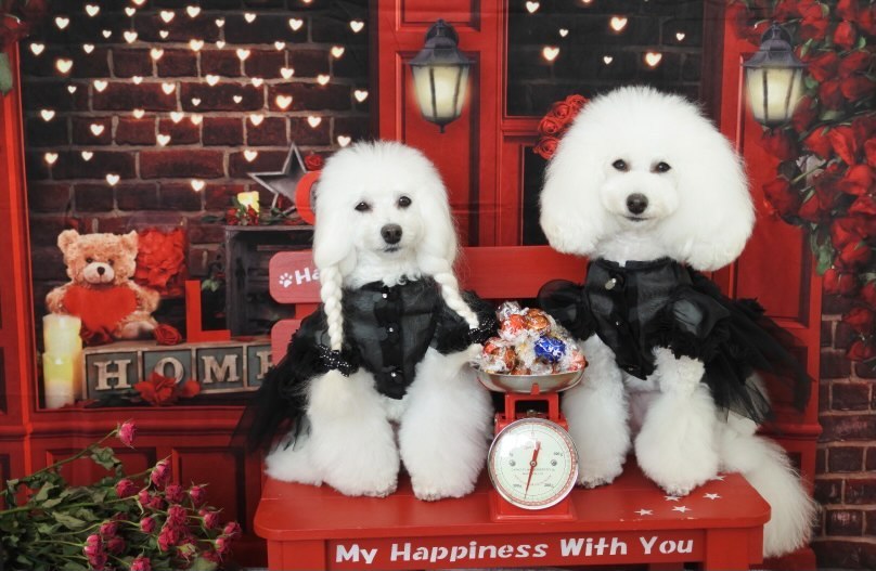 Kate バレンタインデーのバラショップの背景