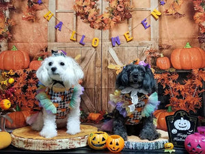 kate 秋の感謝祭のカボチャの背景