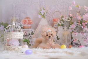 kate 春の自由奔放に生きるテントの花ドリームキャッチャーの背景