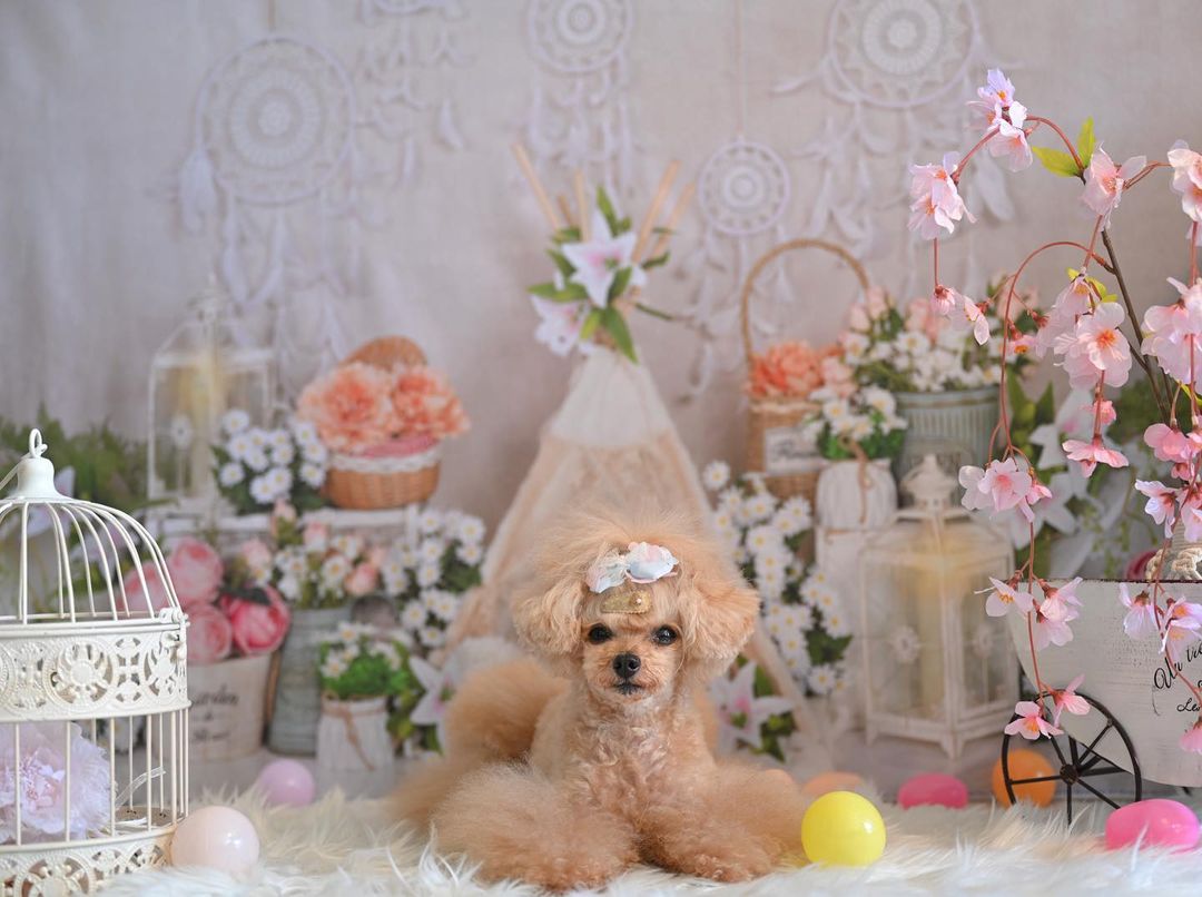 kate 春の自由奔放に生きるテントの花ドリームキャッチャーの背景