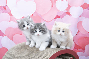 Kate 赤いハートのバレンタインデーの背景