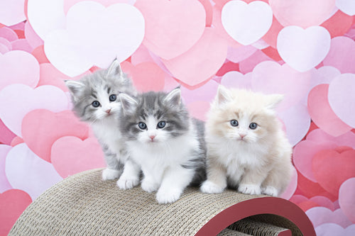 Kate 赤いハートのバレンタインデーの背景