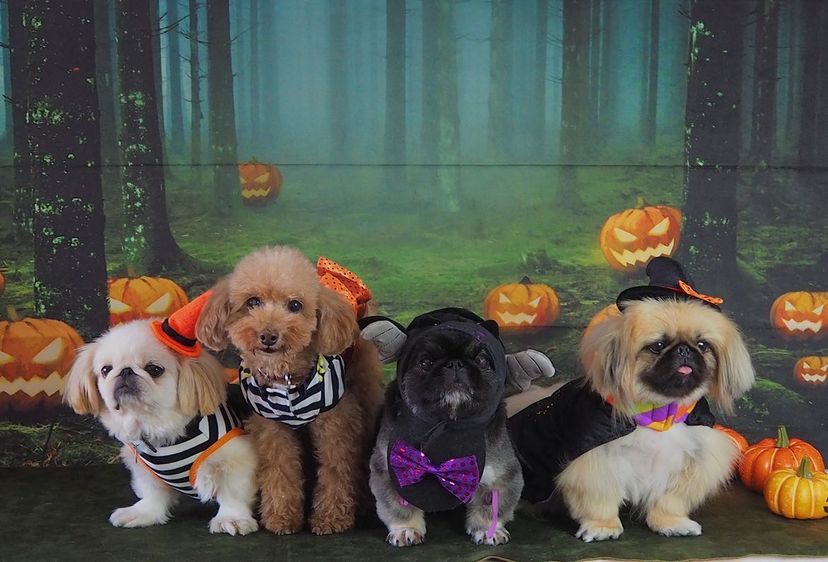 Kate ハロウィン背景カボチャの森