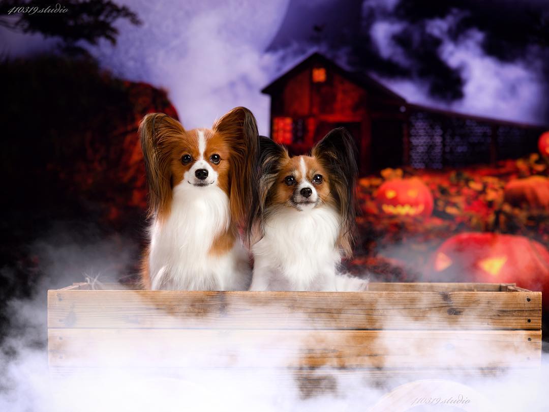 Kateビッグムーンナイトパンプキンランプ日陰の小屋ハロウィーンの写真撮影の背景