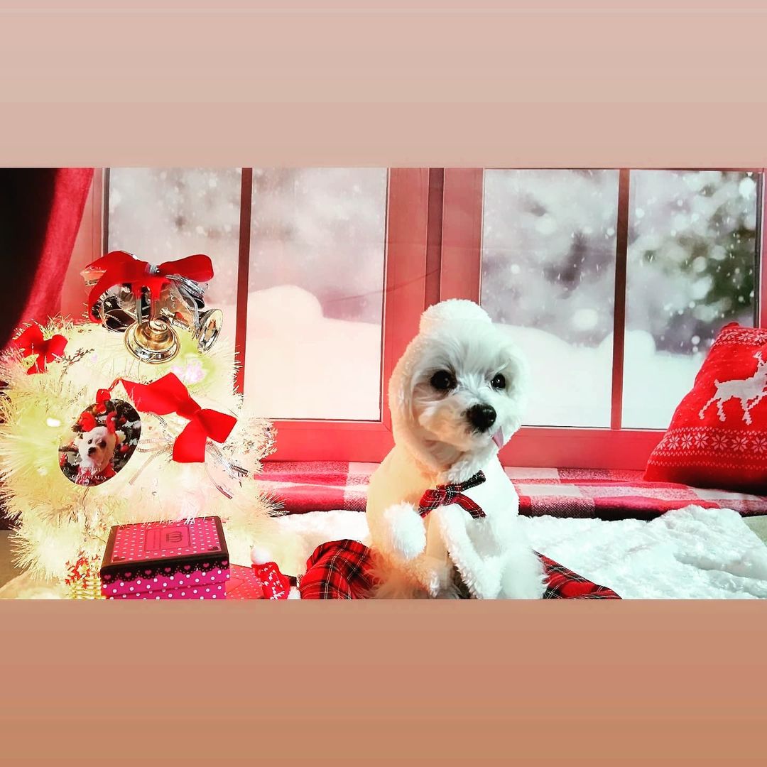 Kate クリスマスウィンドウの赤いカーテンの背景