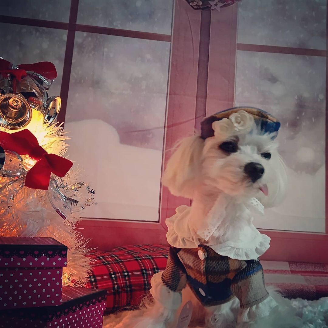 Kate クリスマスウィンドウの赤いカーテンの背景