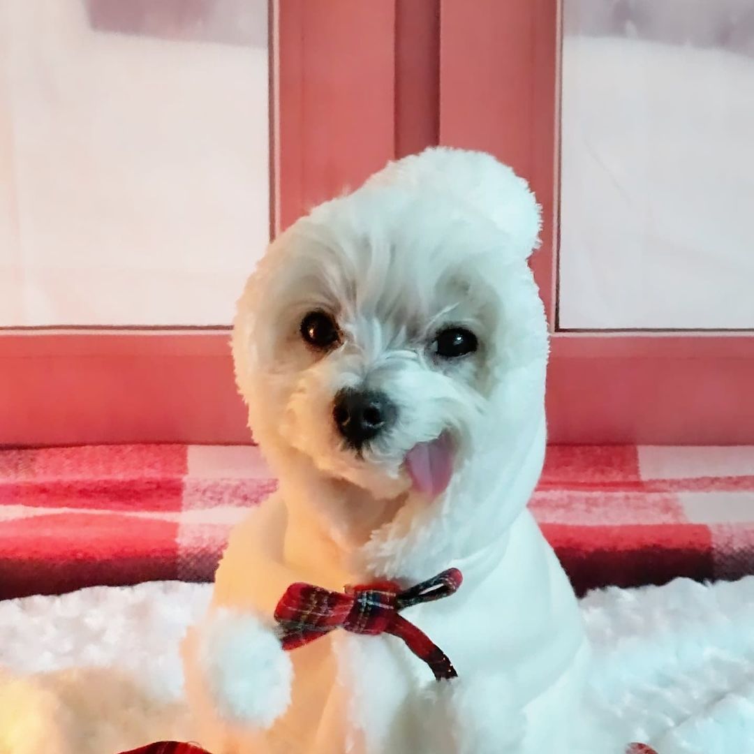 Kate クリスマスウィンドウの赤いカーテンの背景